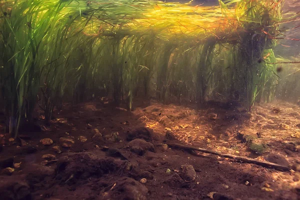 Подводная Фотография Пресноводного Пруда Подводного Ландшафта Солнечными Лучами Подводной Экосистемой — стоковое фото