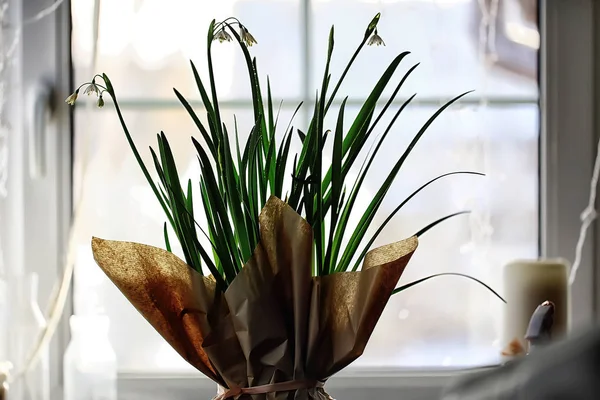 Snowdrop Blomma Vacker Vår Bakgrund — Stockfoto