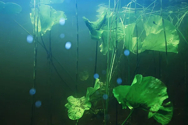 Onderwater Van Lake Ecosysteem Met Algen Gras — Stockfoto