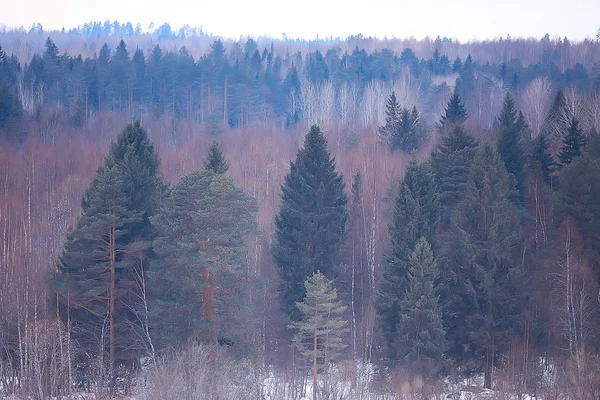 Mglisty Zimowy Krajobraz Śniegu Lasu Sezonowe Niskich Temperaturach — Zdjęcie stockowe