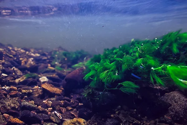 algae in the ocean underwater photo / landscape ecosystem of the ocean, green algae underwater