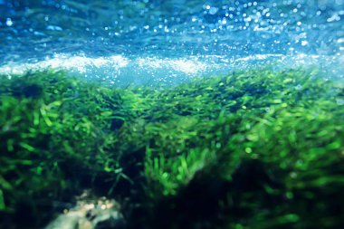 underwater mountain clear river, underwater photo in a freshwater river, fast current, air bubbles by water, underwater ecosystem landscape clipart