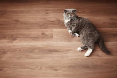 şirin tüylü gri kedi evde