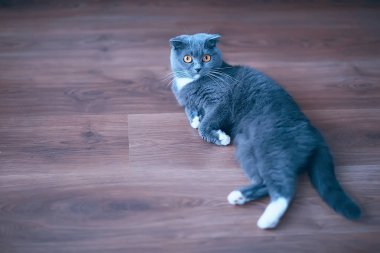şirin tüylü gri kedi evde