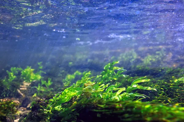 水下山清澈的河流 水下照片中的淡水河流 快速水流 气泡水 水下生态系统景观 — 图库照片