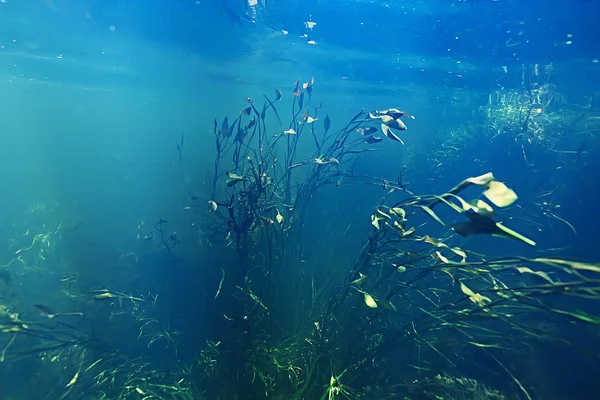 Подводная Гора Чистая Река Подводное Фото Пресноводной Реке Быстрое Течение — стоковое фото