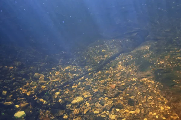 underwater texture of water in a lake, underwater photo freshwater ecosystem, water texture background