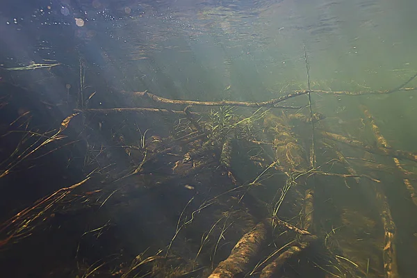 Underwater Landscape Transparent Lake Fresh Water Ecosystem Unusual Landscape Water — Stock Photo, Image