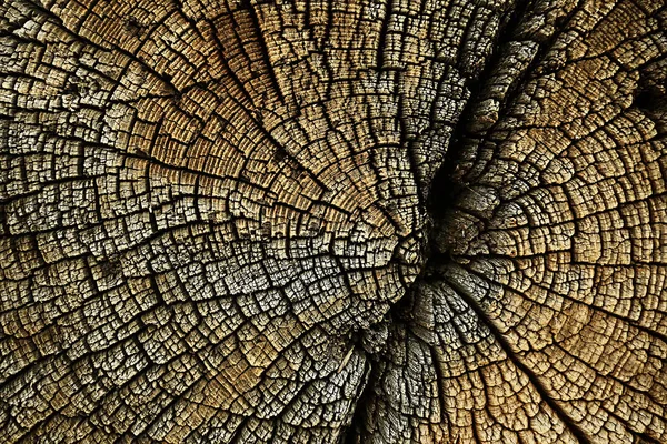 Texture Tree Slab Annual Rings — Stock Photo, Image