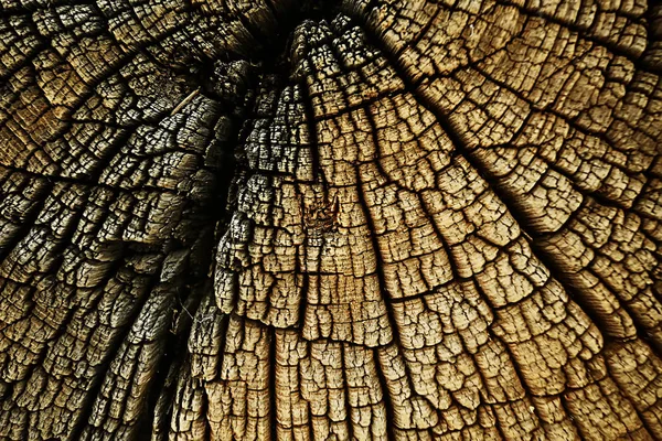 Texture Tree Slab Annual Rings — Stock Photo, Image