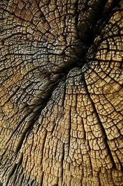 doku ağaç levhanın, yıllık halkalar