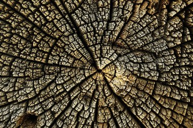 doku ağaç levhanın, yıllık halkalar