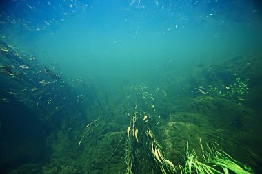 Göl ekosisteminin yosun ve çim ile sualtı 