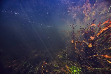 yosun okyanus sualtı fotoğraf / peyzaj ekosistem okyanusun, yeşil algler su altında