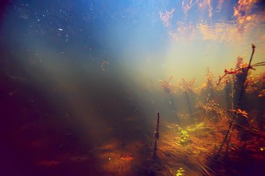 sualtı fotoğraf tatlı su birikintisi / sualtı güneş ışınları ve sualtı ekosistem, yosun ve Nilüferler, yatay