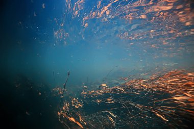 yosun okyanus sualtı fotoğraf / peyzaj ekosistem okyanusun, yeşil algler su altında