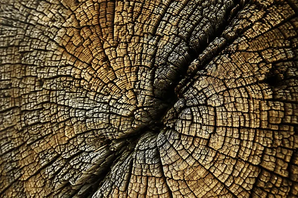 Текстура Плиты Дерева Годовые Кольца — стоковое фото