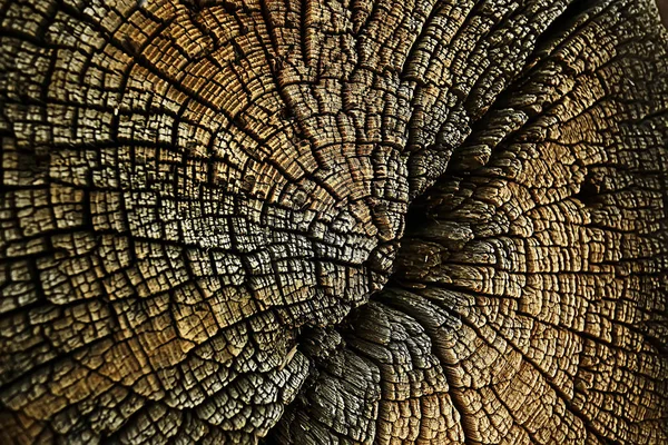 Texture Tree Slab Annual Rings — Stock Photo, Image