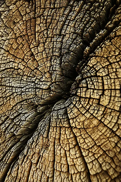 Texture Tree Slab Annual Rings — Stock Photo, Image