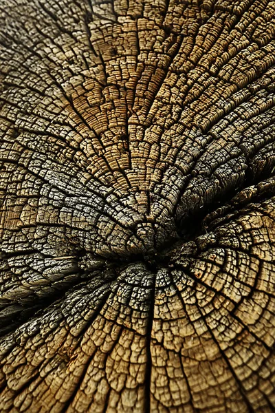 Doku Ağaç Levhanın Yıllık Halkalar — Stok fotoğraf