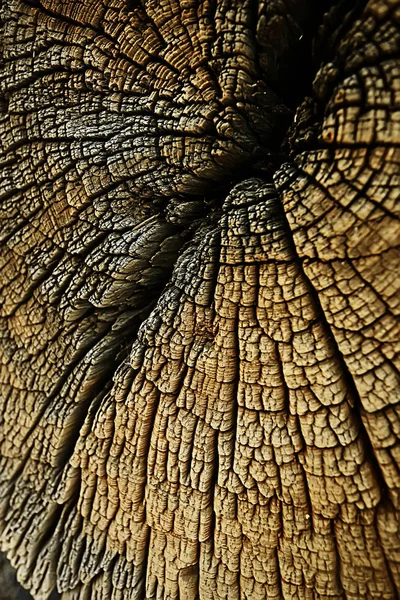Textura Laje Árvore Anéis Anuais — Fotografia de Stock