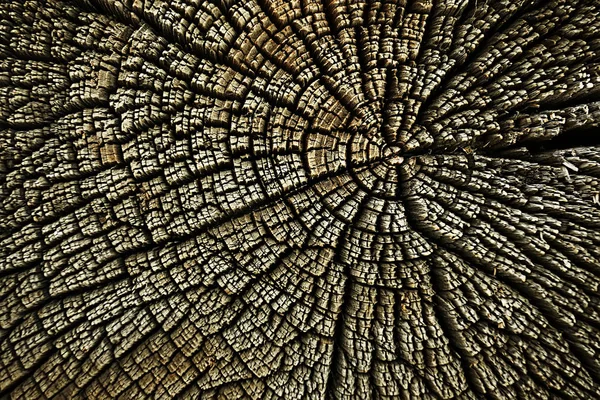 Textur Der Baumplatte Jahresringe — Stockfoto