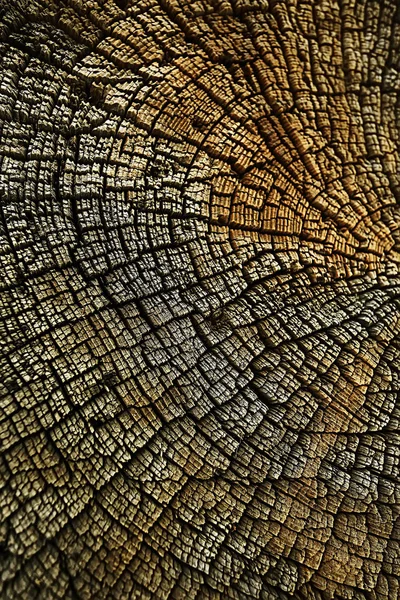 Texture Tree Slab Annual Rings — Stock Photo, Image