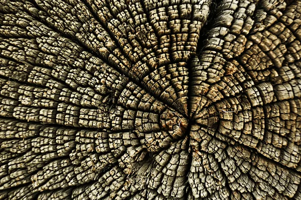 Textur Der Baumplatte Jahresringe — Stockfoto
