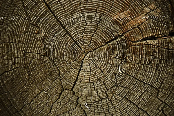 Textuur Van Boom Slab Jaarlijkse Ringen — Stockfoto