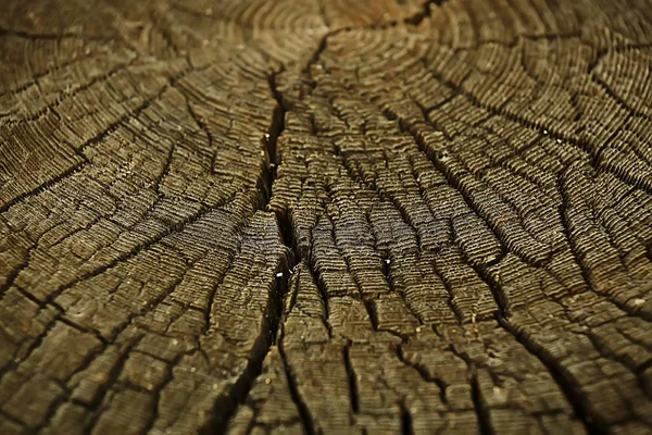 Texture Tree Slab Annual Rings — Stock Photo, Image