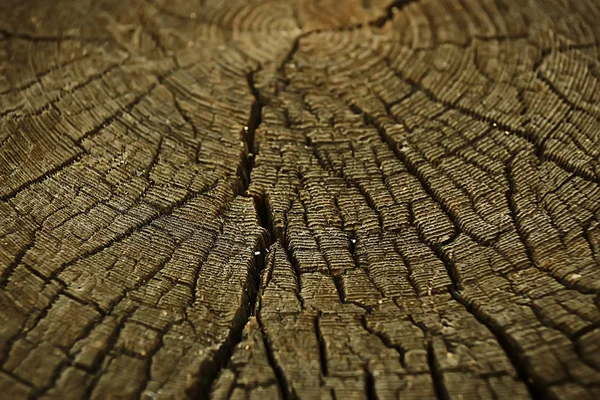 Texture Tree Slab Annual Rings — Stock Photo, Image