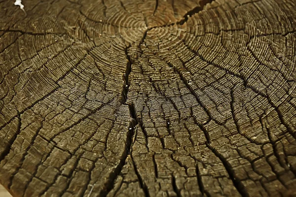 Texture Tree Slab Annual Rings — Stock Photo, Image