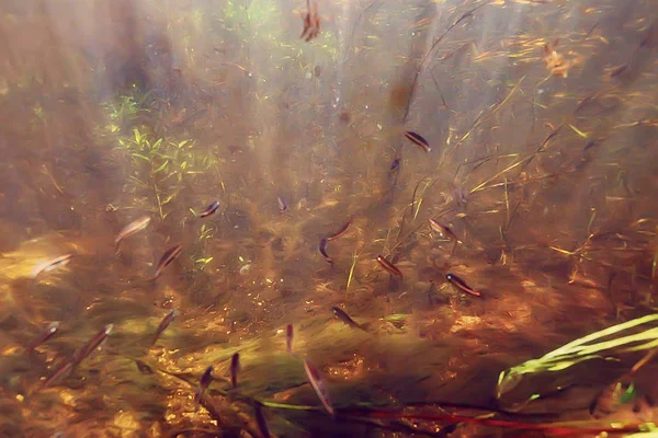 Sunbeams Underwater Photo Texture Underwater Landscape Sun Rays Blue Water — Stock Photo, Image