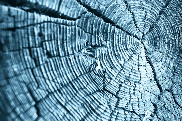 Texture Old Tree Blue Abstract Wood Texture Background — Stock Photo, Image
