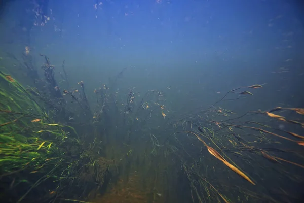 Bir Göl Sualtı Fotoğraf Tatlı Ekosistemi Doku Arka Plan Sualtı — Stok fotoğraf