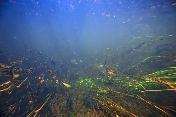 Unterwasserlandschaft Transparenter See Süßwasser Ökosystem Ungewöhnliche Landschaft Unter Wasser — Stockfoto