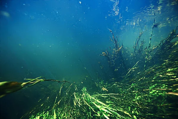 Ecosistema Lacustre Subacqueo Con Alghe Erba — Foto Stock