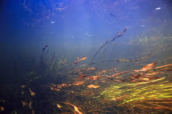 Unterwasserlandschaft Transparenter See Süßwasser Ökosystem Ungewöhnliche Landschaft Unter Wasser — Stockfoto