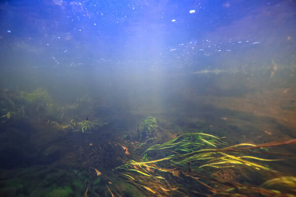 Underwater landscape transparent lake / fresh water ecosystem unusual landscape under water