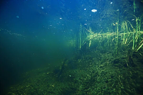 Subaquático Ecossistema Lacustre Com Algas Grama — Fotografia de Stock