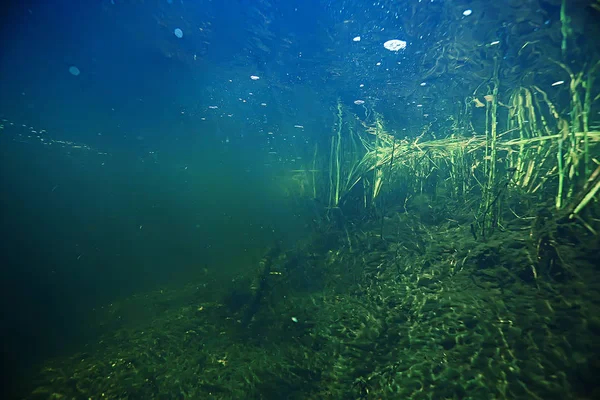 Під Водою Водоростями Травою — стокове фото