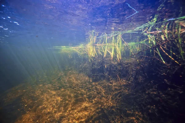 Sualtı Manzara Saydam Göl Taze Ekosistemi Alışılmadık Manzara Altında — Stok fotoğraf