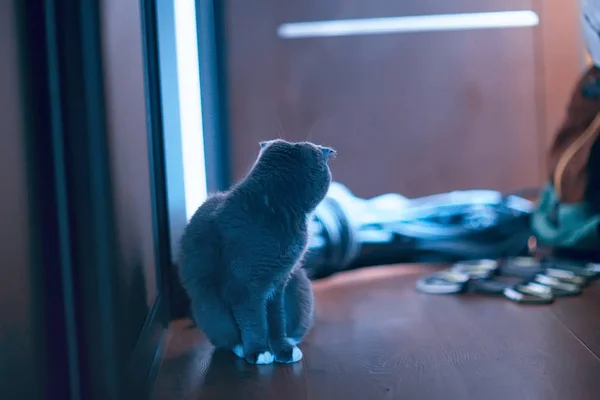 Cute Fluffy Gray Cat Home — Stock Photo, Image