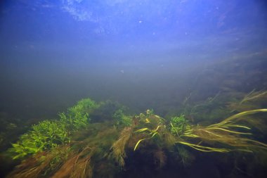 sualtı manzara saydam göl / taze su ekosistemi alışılmadık manzara su altında