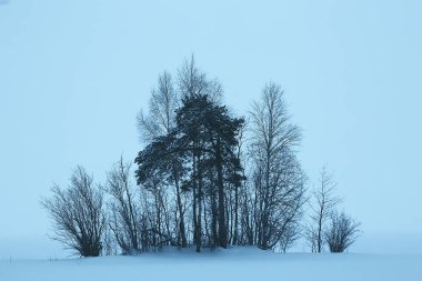 Sisli kış manzarası kar yağışı ve orman, soğuk mevsimsel hava ile