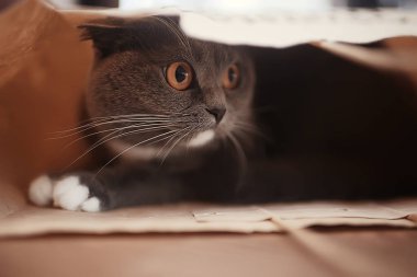 şirin tüylü gri kedi evde