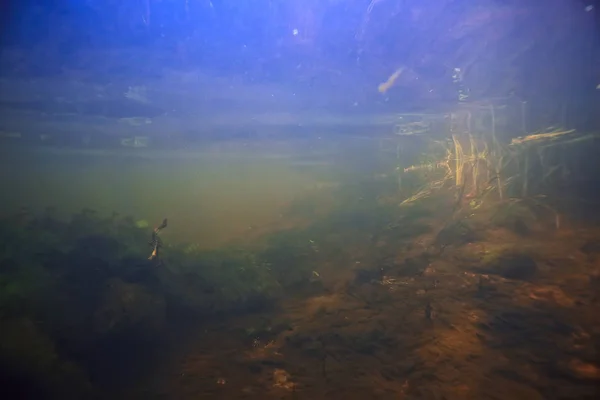 Paisaje Submarino Lago Transparente Ecosistema Agua Dulce Paisaje Inusual Bajo —  Fotos de Stock