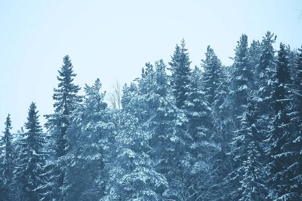 Sisli Kış Manzarası Kar Yağışı Orman Soğuk Mevsimsel Hava Ile — Stok fotoğraf