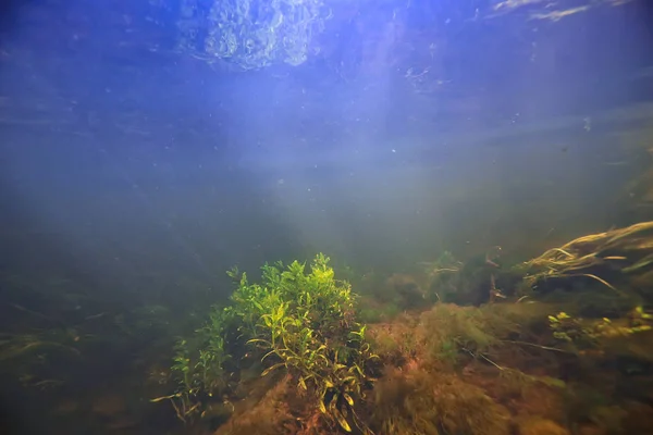 Водорості Океані Під Водою Фото Ландшафтна Екосистема Океану Зелені Водорості — стокове фото
