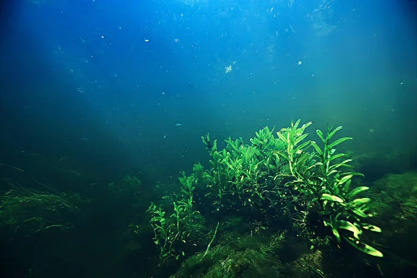 Άλγη Στην Υποβρύχια Φωτογραφία Ωκεανό Τοπίου Οικοσύστημα Του Ωκεανού Πράσινη — Φωτογραφία Αρχείου